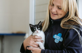 Blue Cross cat.jpg