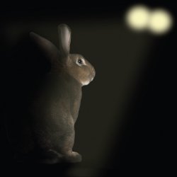 Hiting Rabbit How to act in a crisis - kicking the rabbit habit