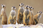 Meerkats safeguarding 440.jpg