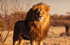 FR Lion 440.jpg