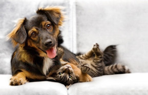 Dog and Cat 440.jpg