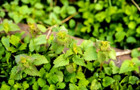 Stinging nettles 440.jpg