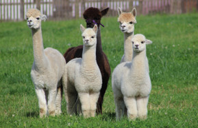 alpacas 440.jpeg