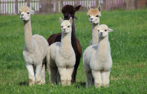 alpacas 440.jpeg