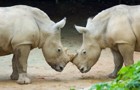 Rhinos-fighting-440.jpg