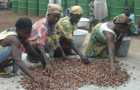 Drying_shea_butter_nut 440.jpg