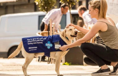 Blue cross uk best sale dogs