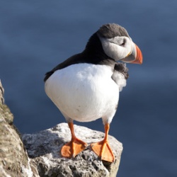 Puffin4 Puffins get equipped with sat nav