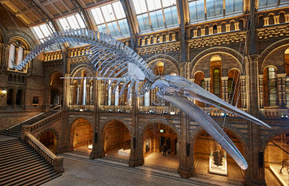 Blue Whale Hintze Hall440x285.jpg