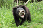International animal rescue campaign 440.jpg