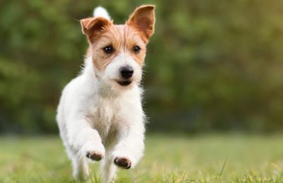 Small animal charities near sales me