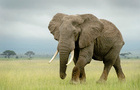 African elephant (Loxodonta africana) bull walking on savanna, looking at camera, Amboseli national park, Kenya.