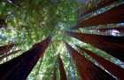 Growth 440.jpg
