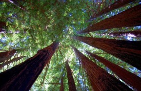 Growth 440.jpg