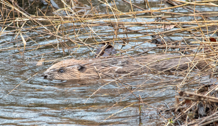 beaver kit.jpg