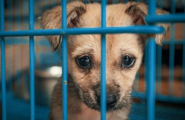 Commission opens inquiry into animal charity criticised by judge