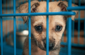 sad dog 440 .jpg