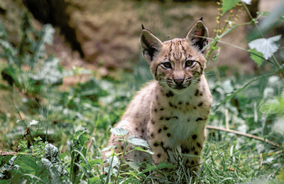 180 workers to transfer as charity sells zoos to leisure company