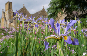Irises in the Old Garden, Hidcote, Gloucestershire National Trust ImagesSarah Davis440x285.jpg
