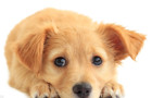 Dog 440.jpg