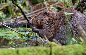 Beaver by river.png