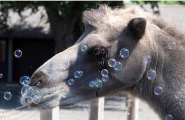 Businessman to match-fund donations to London Zoo charity Businessman to match-fund donations to London Zoo charity