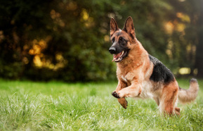 german shepherd dog stock 440.jpg