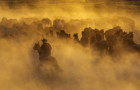 FR Generic cowboy 440.jpg