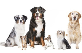 Dogs diversity same different breeds 440.jpg 1