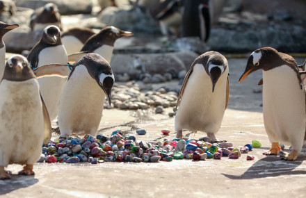 penguin looks down at pebbles.jpg