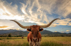 Cow horned 440.jpeg