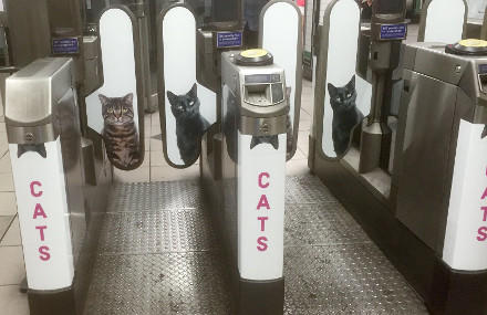 CATS 440.jpg