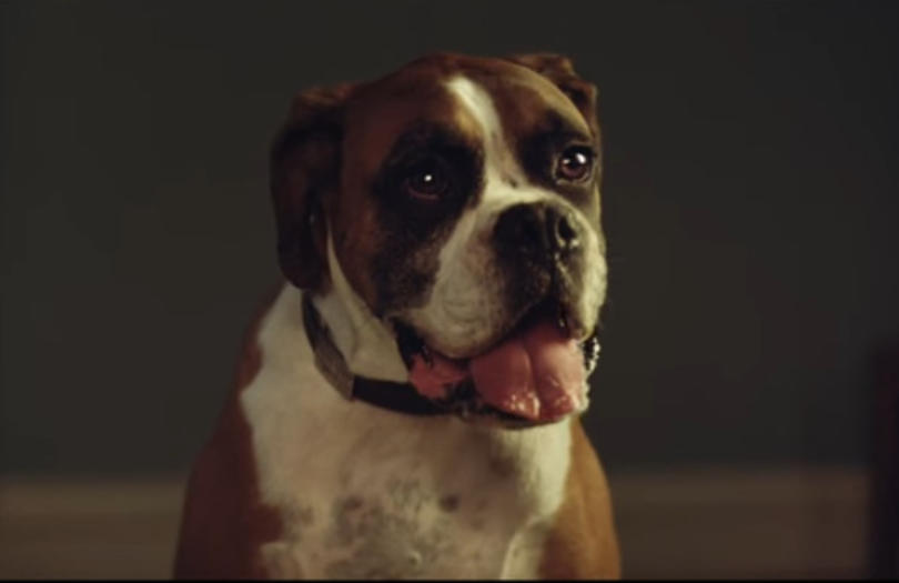 John Lewis Christmas Advert 2016 - #BusterTheBoxer