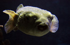 Blowfish440.jpg