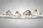 Cats on rope risk 440.jpg