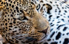 Leopard440.jpg