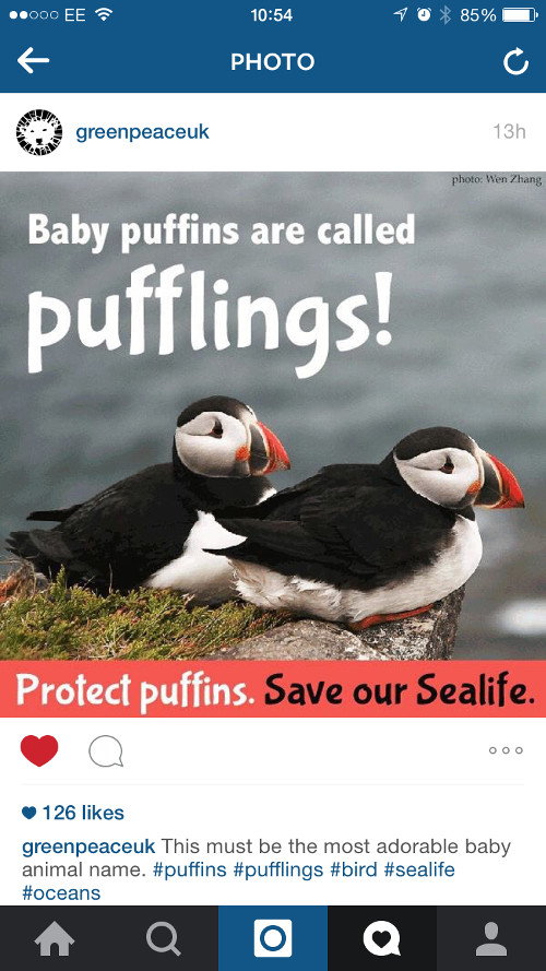 puffin.jpg