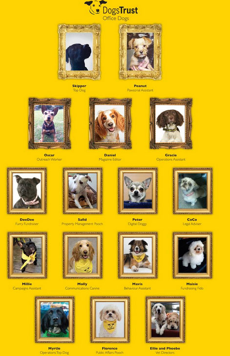 dogs.jpg