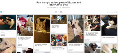 pawbumps.jpg