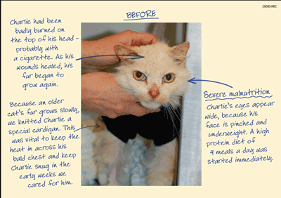 CatsProtectionOldCats-before400.gif