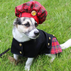 dog kilt outfit